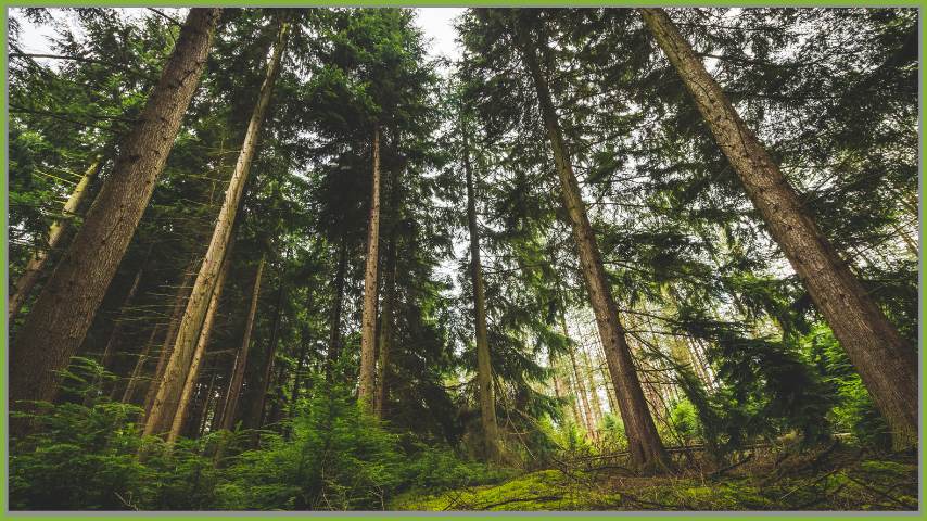 Il parquet a vantaggio dell’ambiente: ecco perché