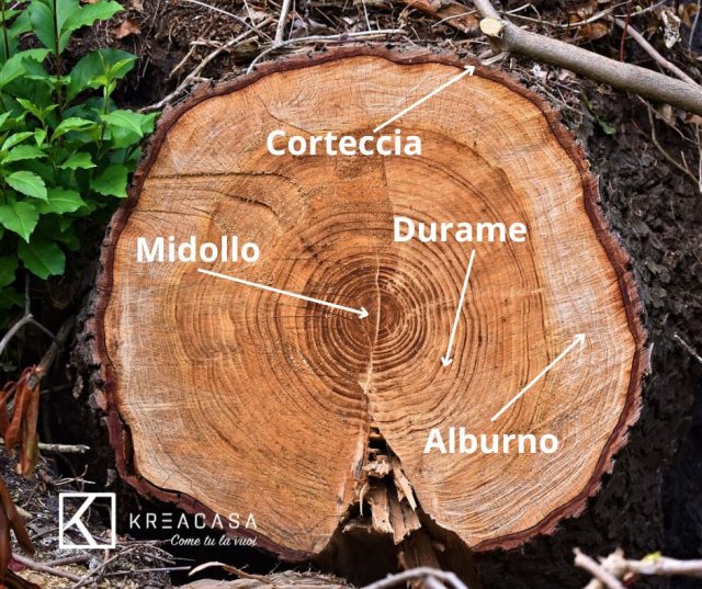 alburno nel parquet