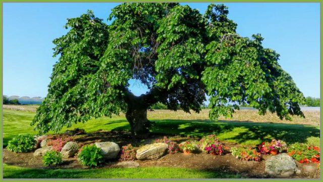 Maestoso albero di Olmo