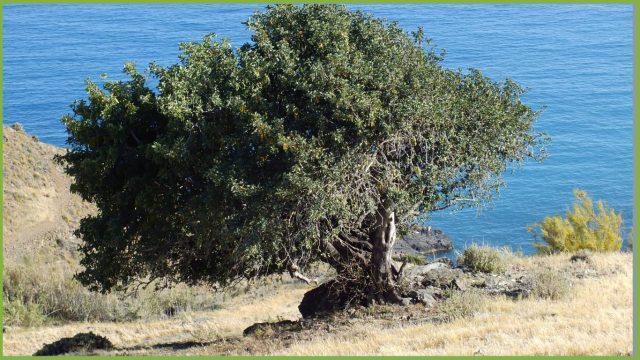 albero di olivo