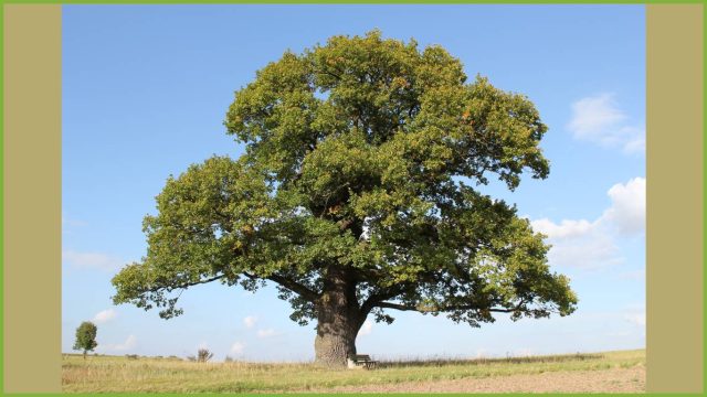 Antico albero di rovere chiamato "Quercus petraea"