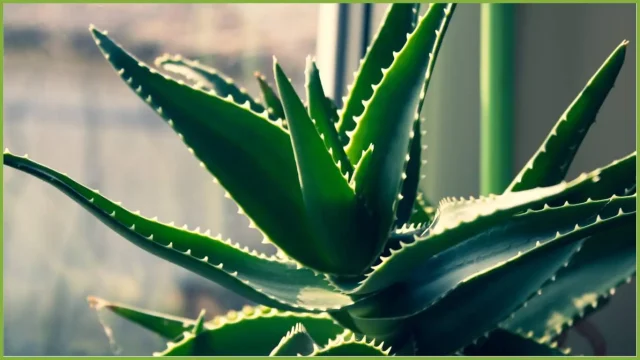 Pianta di Aloe per migliorare l'aria