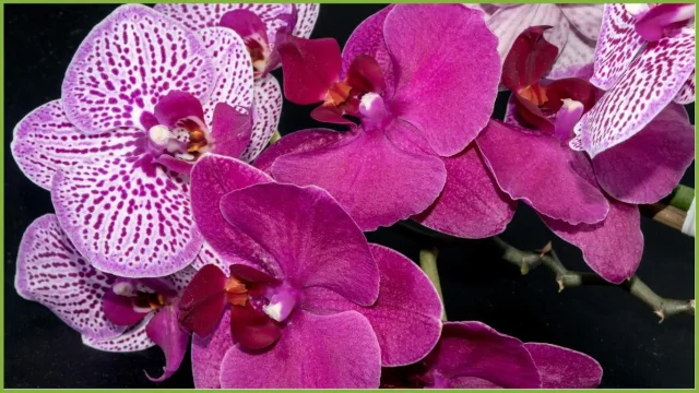 orchidea di colore violaceo da bagno, altra pianta utile a migliorare l'aria di casa