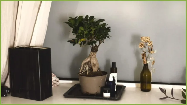 ficus benjamina, pianta da bagno per purificare l'ambiente