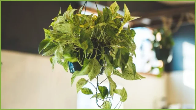 pothos, pianta rampicante che si sposa bene con l'ambiente di casa 