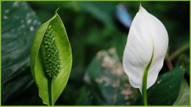 giglio bianco della pace, altra pianta utile da tenere in casa
